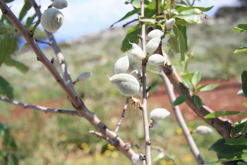 Our first almonds