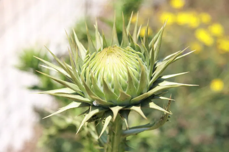 Extra prickly Cretan artichoke