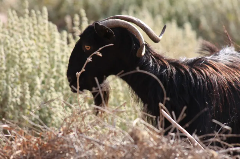 An adult billy goat