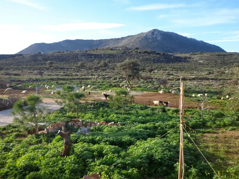 View south across a green garden and fields to the Drapanos mountain