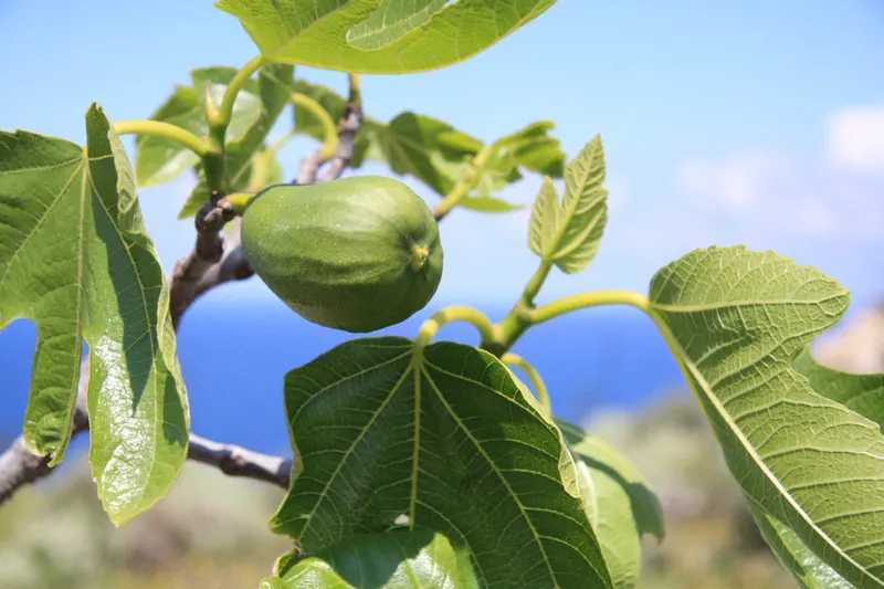 Fig tree in our garden