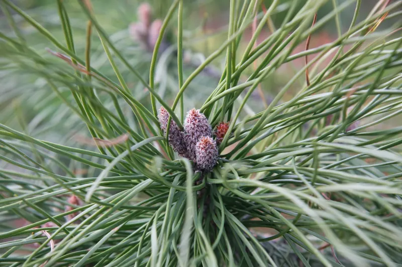 The beginnings of a fir cone