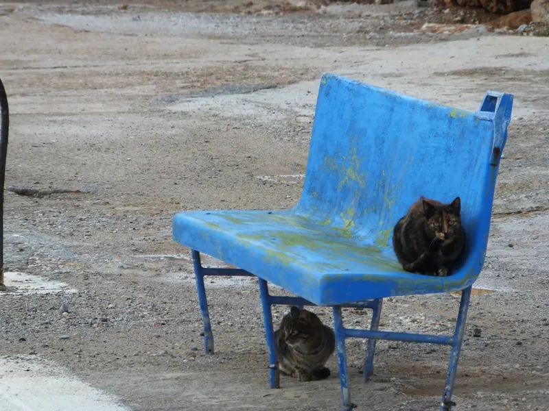 Wild cats by the harbour in Kalives