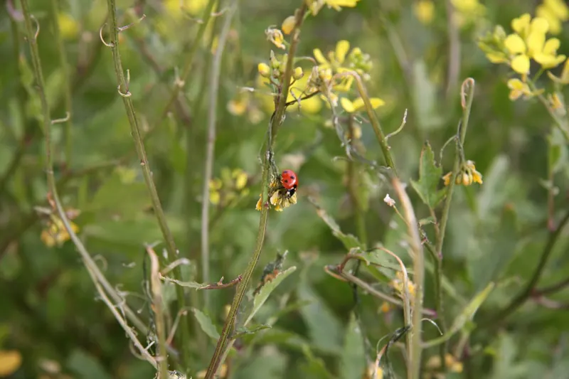 Ladybird on yellow flower