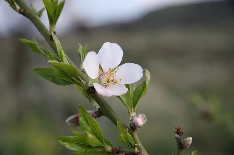 Lemon tree blossom in our garden