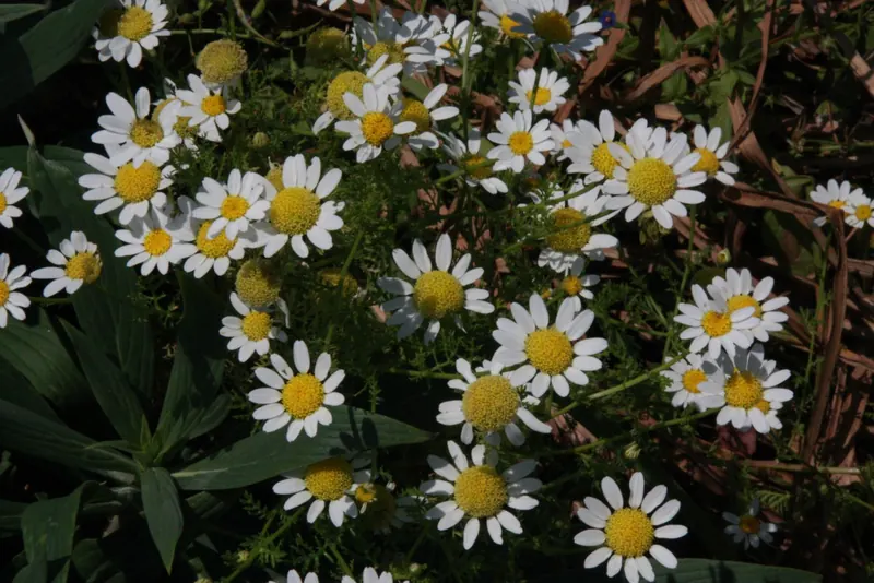 Welcoming, smiley marguerites