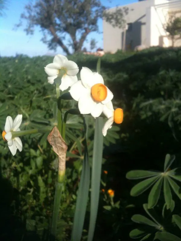 White narcissus flowers in the garden