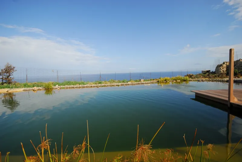 The natural pool, still and reflecting the sky, edged with reeds and a wooden deck