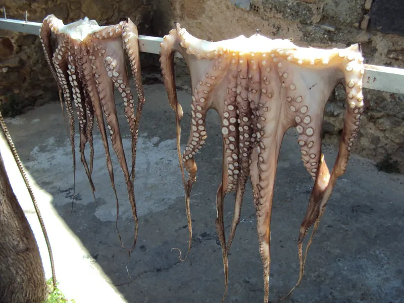 Beaten octopus drying in the sun