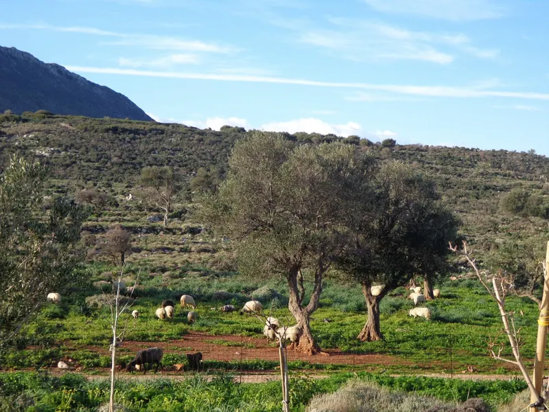 Old olive trees and grazing sheep on a green hillside