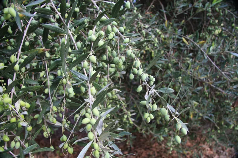One of thousands of trees positively groaning under the weight of olives