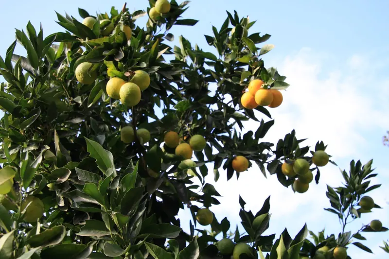 Oranges ripening in the groves at Stylos and Armenoi