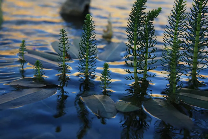 Feathery water plants growing up through the surface of the pond