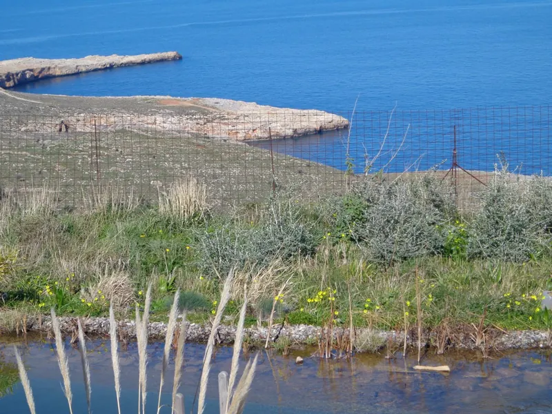 The pool's reeds with the sea and headland beyond
