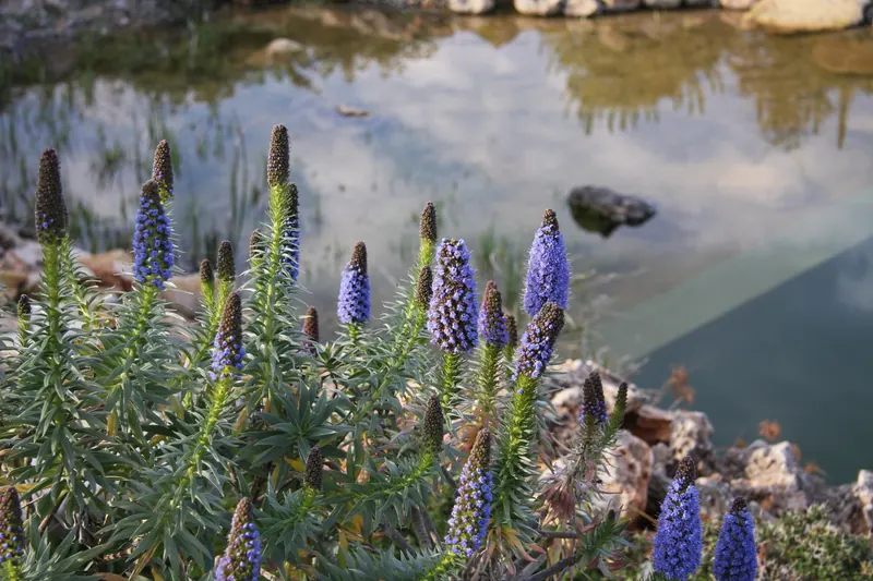 Purple flower spikes beside the pool