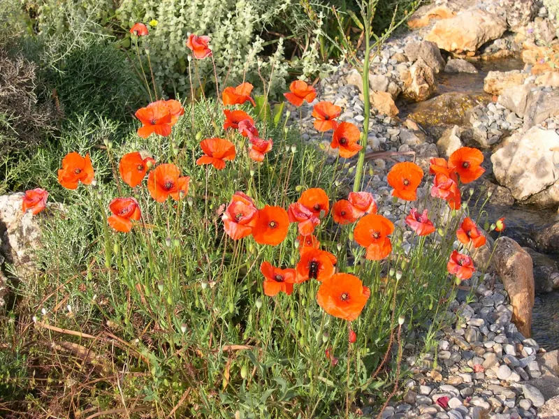 Bright red wild poppies among grasses and stones
