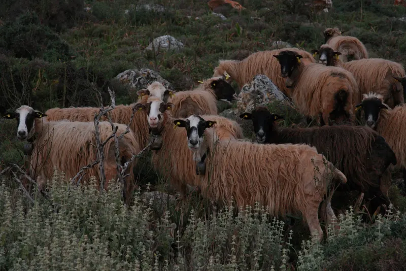 Ecoxorio is surrounded by sheep and goats, some of them wild