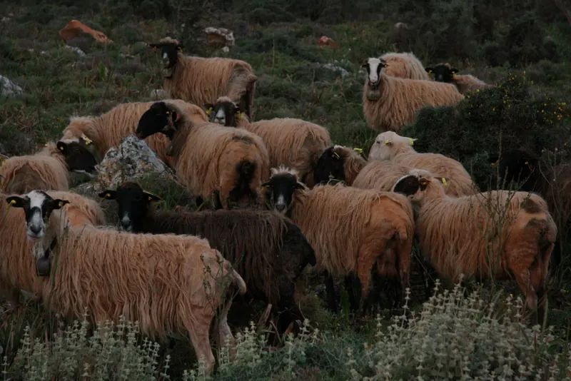 Spiros's sheep