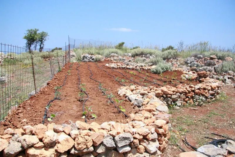 Upper vegetable garden planted out for the summer