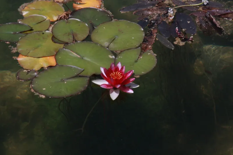 A pink water lily among lily pads